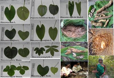 Frontiers | Potential Of Neglected And Underutilized Yams (Dioscorea ...